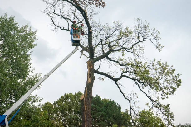 How Our Tree Care Process Works  in  Nevada, MO